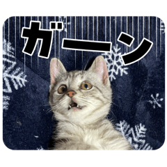 sachi_20251125225532