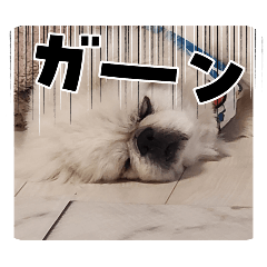 light_20251125230239