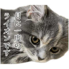 ふーちゃんのスタンプ【変化球】