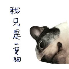 黑白狗與他的朋友們