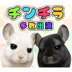 チンチランド。