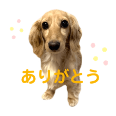 sakura_20251124234920