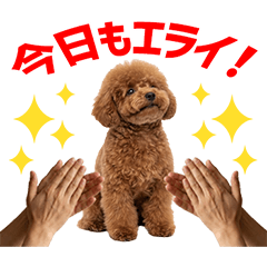 Apricot Toy Poodle Daily Caring Stickers