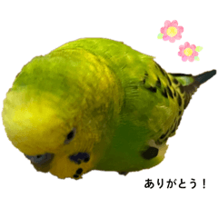 mochi_20251126162928