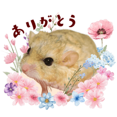 ひなた、将軍、ななみの仲良しスタンプ1