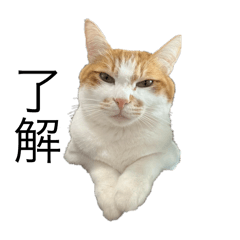 Maple_20251126180358