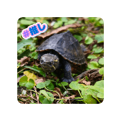 GEKO_20251126175442
