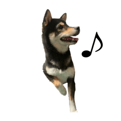 ringo_20251126182153