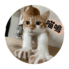 鼻子與龜子