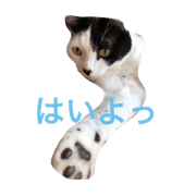 Yomogi Cat