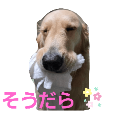 magumaguo_20251125132828