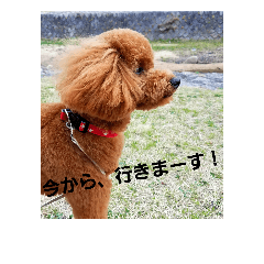 toy poodle lucky