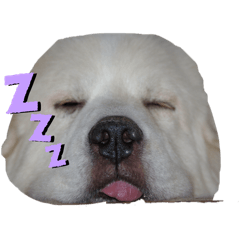 sachi_20251126211816