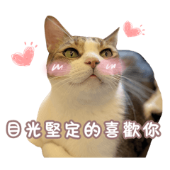 咪喵蹦迪の日常