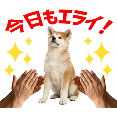 Akita Inu Daily Caring Stickers