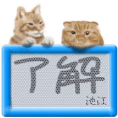 Ikee's real fluffy cat