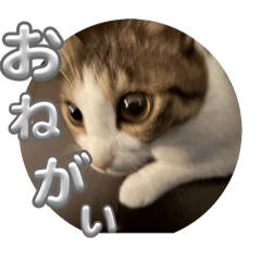 gam_shake_20251126213814