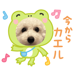 Maple_20251127095556