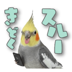 Cockatiel Kohaku/Sarcastic character