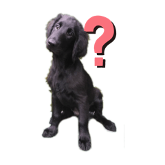 sachi_20251126204047