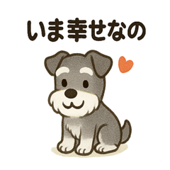 Warm & Cozy Schnauzer