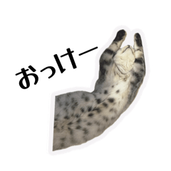 Kitty_20251127074145