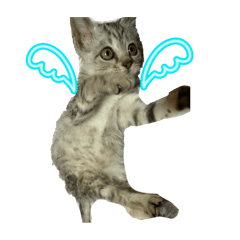 sachi_20251126214736