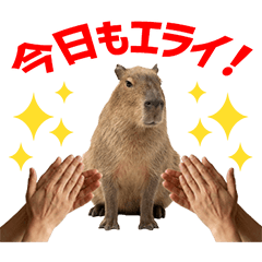 Capybara Daily Caring Stickers