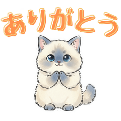 Cute Ragdoll Cat Daily Sticker