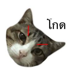 Flash_20251126191056