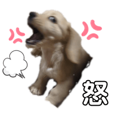hachi_20251126233049