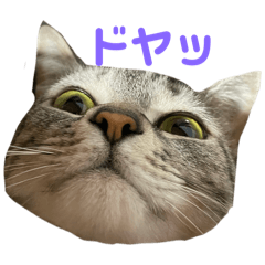 sachi_20251126235456