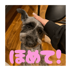 Koko_20251126235715