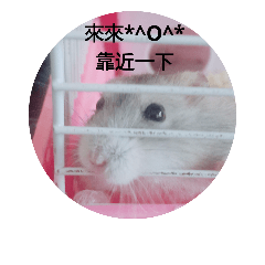 可愛的萌萌噠的起司