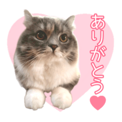 ふーちゃんのスタンプ【日常】