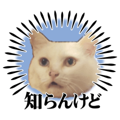 puripuri white cat
