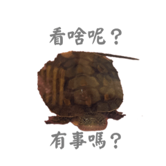 ㄙㄨㄞˊ阿的大學生語錄