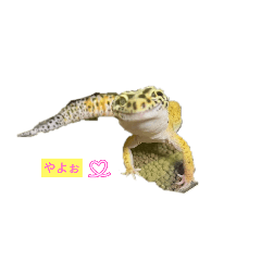 ayumi_20251127164024