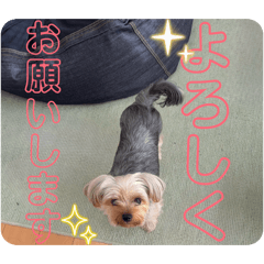 naganegi_20251127163137