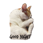 Mallow cat