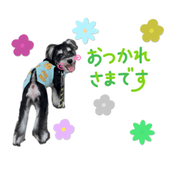 hachi_20251127194702
