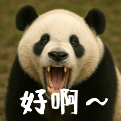 World Bears 6  Daily EditionChinese