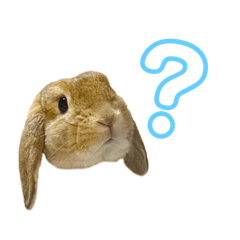 rabbit hani STAMP