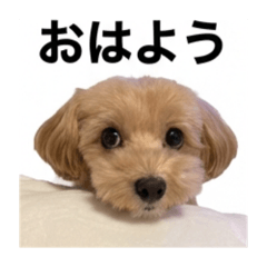 kyonkyon_20251127215112