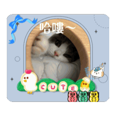 你好～我是貓貓