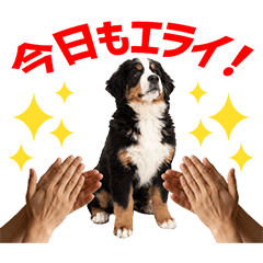 Bernese Daily Caring Stickers