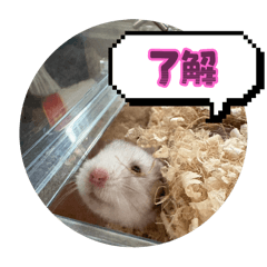 JUNKA_20251127201412