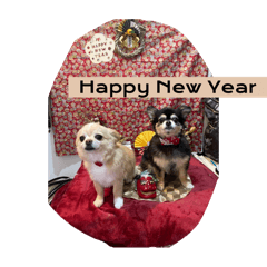 チワの英語日常