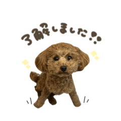 ちゃちゃちゃん♡スタンダード