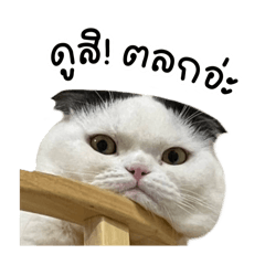 ปงนัมซัมจ้วน working